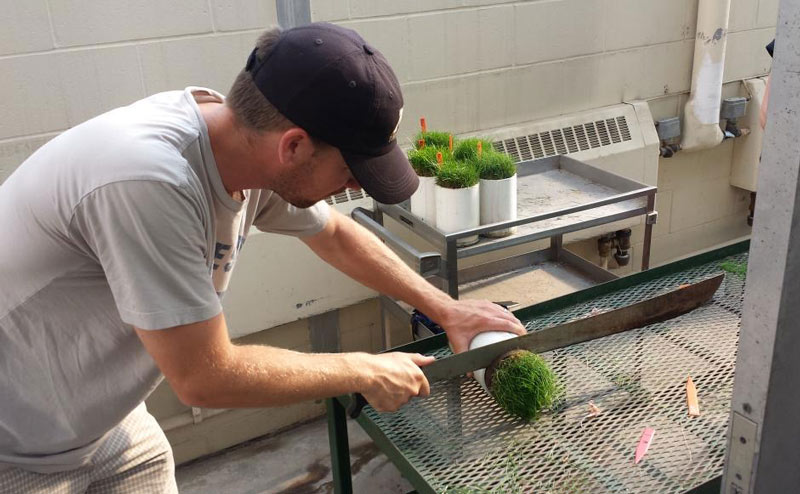 Assistant and assistant-er: My long, winding road to superintendent Fine fescue research