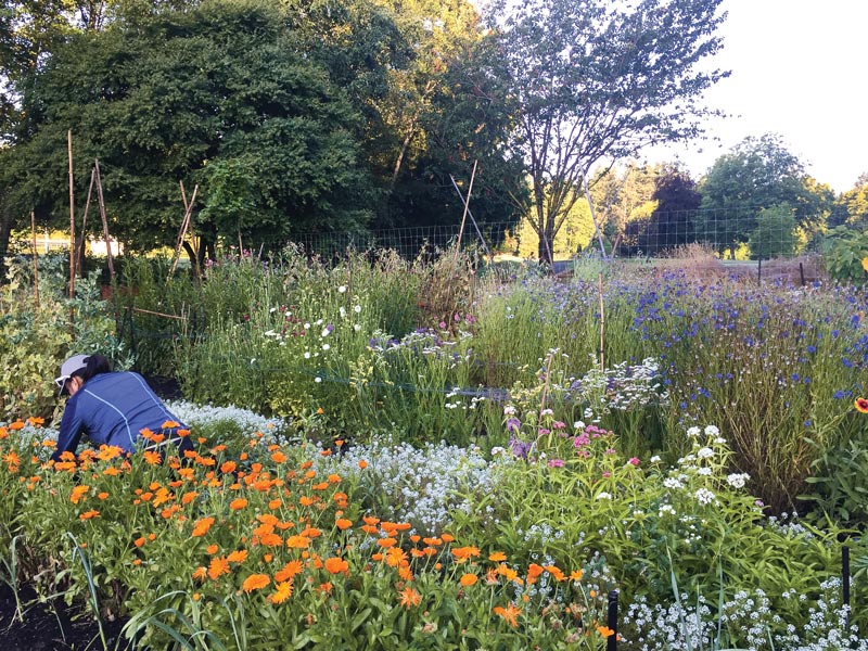 Fairway to table: Growing fresh food at Cordova Bay Golf Course Cordova Bay garden