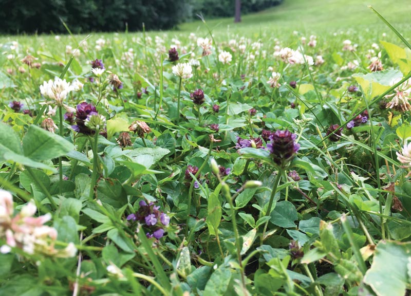 Growing golf courses that feed bees Flowering bee lawn