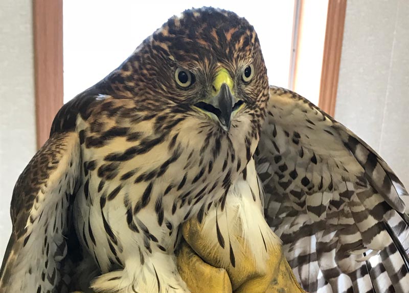 Relocated raptors call golf courses home Golf course Coopers hawk