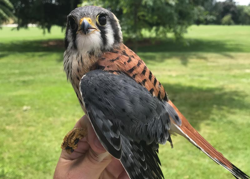 Relocated raptors call golf courses home Golf course kestrel