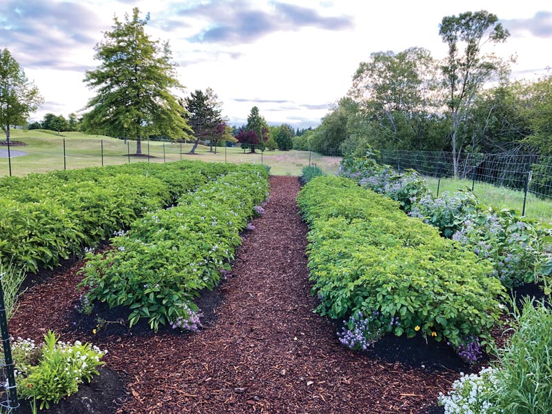 Fairway to table: Growing fresh food at Cordova Bay Golf Course Potato patch golf course