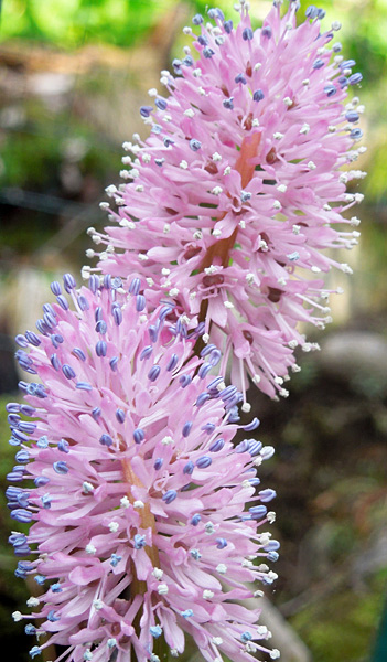 Shore Gate Golf Club a boon to rare bloom Swamp pink