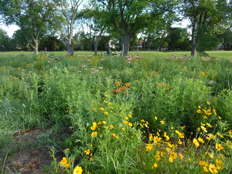 A new use for old bunker sand Golf course prairie planting