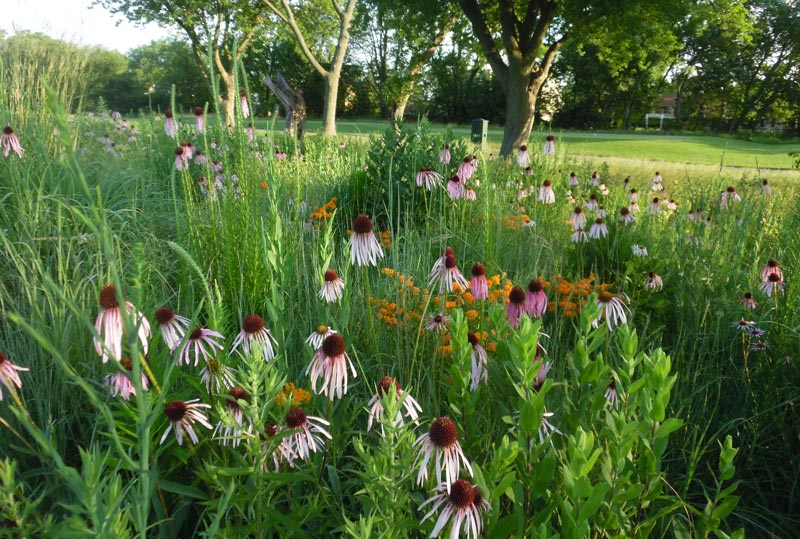 A new use for old bunker sand Golf course wildflowers