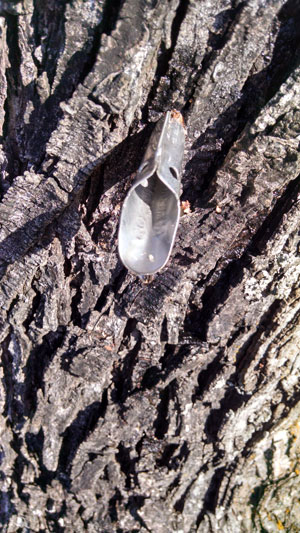 Sweet-syrup-success2 Golf course maple sap collection
