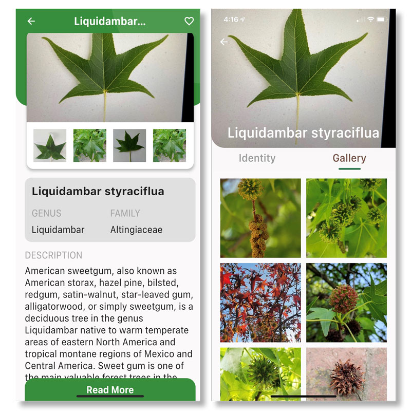 What the Tech? Practical plant identification on the golf course LeafSnap app