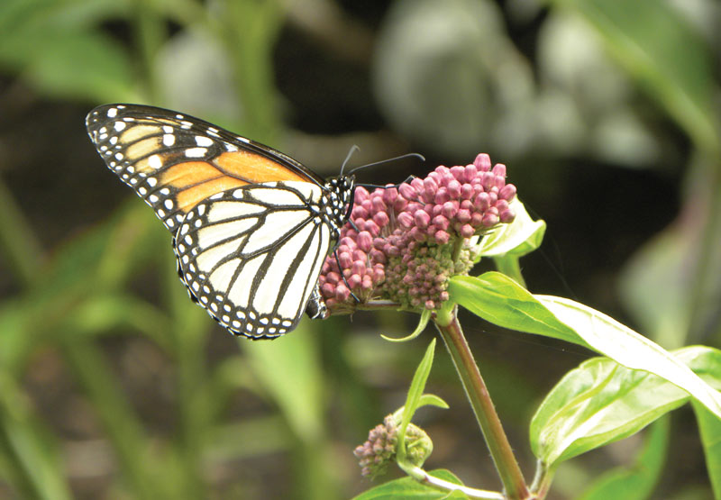 Measuring golf courses’ benefits to monarch butterflies Monarch monitoring golf courses