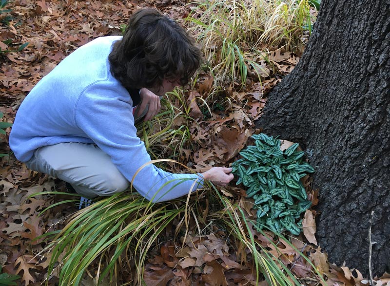 What the Tech? Practical plant identification on the golf course Plant identification golf course
