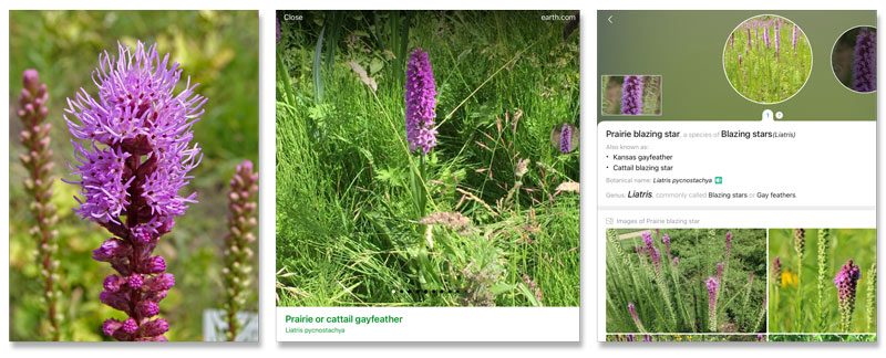 What the Tech? Practical plant identification on the golf course PlantSnap PictureThis app