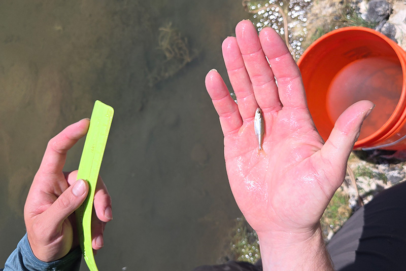 A fish in a person's hand next to a river with a red bucket and a green ruler