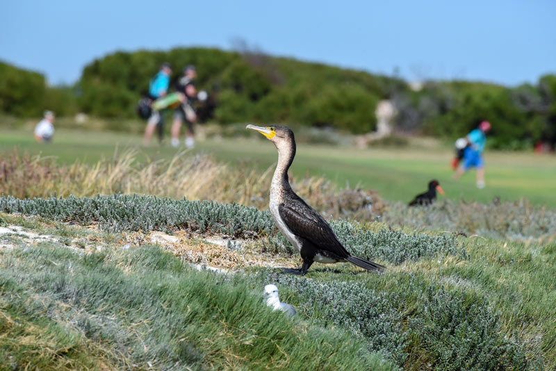 Environmental Leaders in Golf Awards revamped for 2018 Golf course wildlife