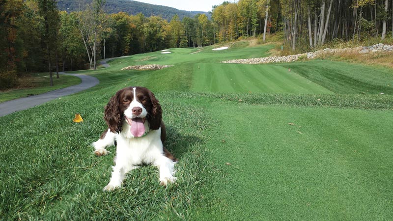 Dog days of the Golf Industry Show Black Oak Golf Club