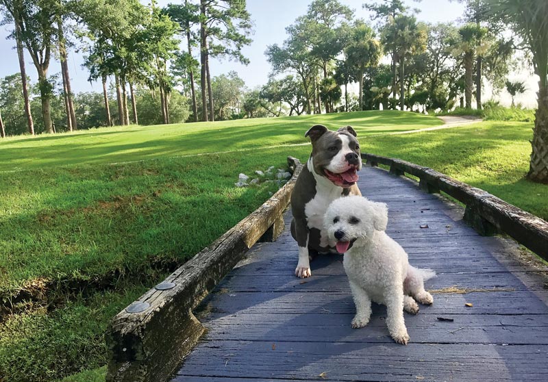 Dog days of the Golf Industry Show Chechessee Creek Club