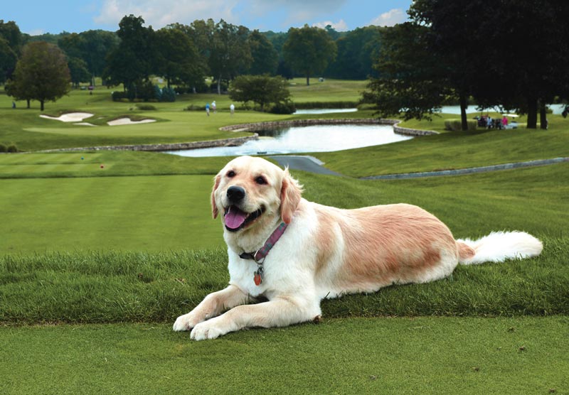 Dog days of the Golf Industry Show Country Club of Darien