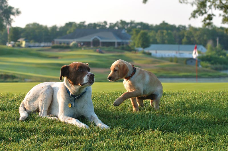 Dog days of the Golf Industry Show Effingham Country Club