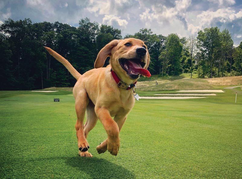 Dog days of the Golf Industry Show Fiddlers Elbow Country Club
