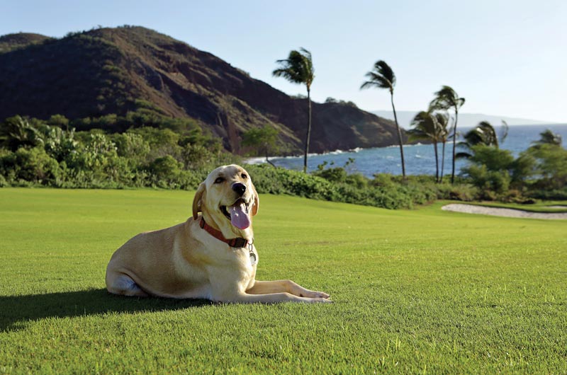 Dog days of the Golf Industry Show Makena Golf and Beach Club