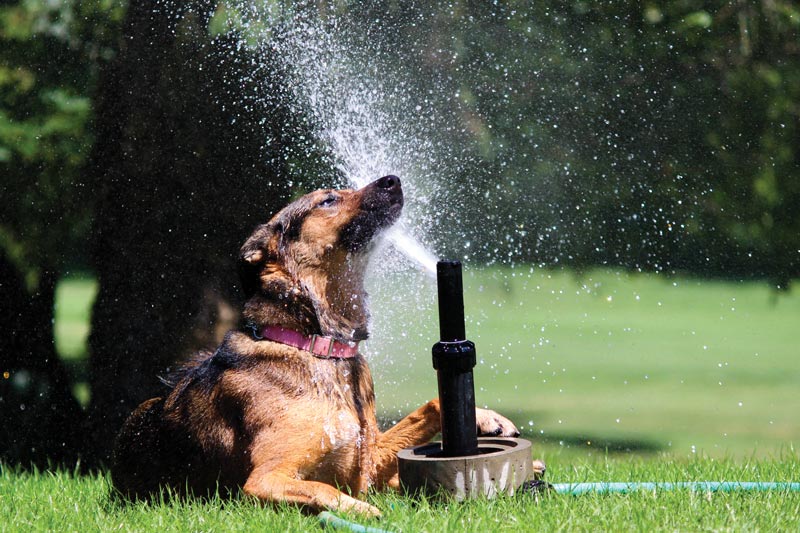 Dog days of the Golf Industry Show Marine Drive Golf Club