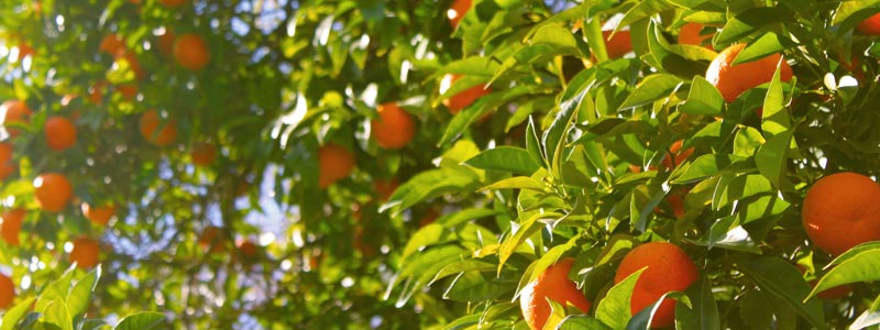 Registration open for 2020 Golf Industry Show in Orlando Oranges
