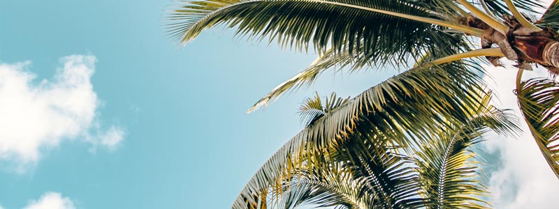 Registration open for 2020 Golf Industry Show in Orlando Palm trees