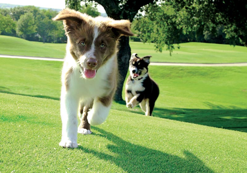 Dog days of the Golf Industry Show Ridgewood Country Club