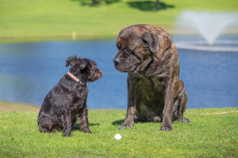 Dog days of the Golf Industry Show River Ridge Golf Club