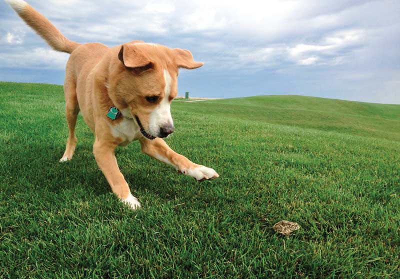 Dog days of the Golf Industry Show TPC Colorado