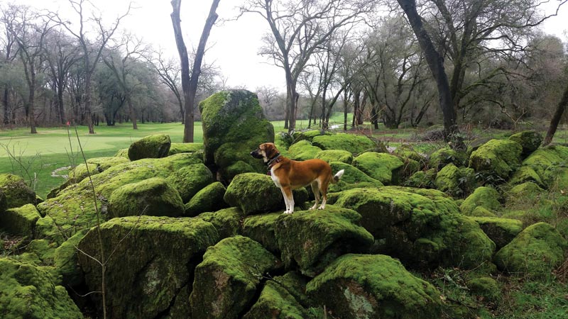 Dog days of the Golf Industry Show Turkey Creek Golf Club