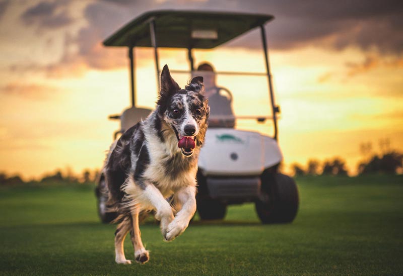 Dog days of the Golf Industry Show Turtle Creek Golf Course