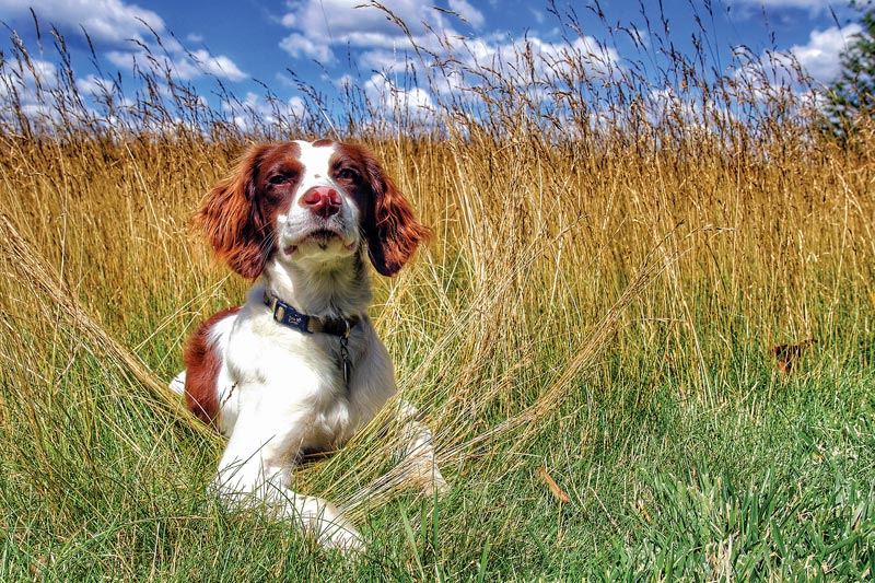 Dog days of the Golf Industry Show Westmoor Country Club