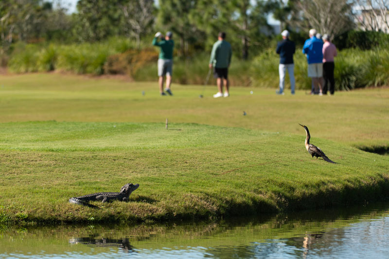 GCSAA National Championship: Two Sunshine State supers lead the way Florida golf course wildlife