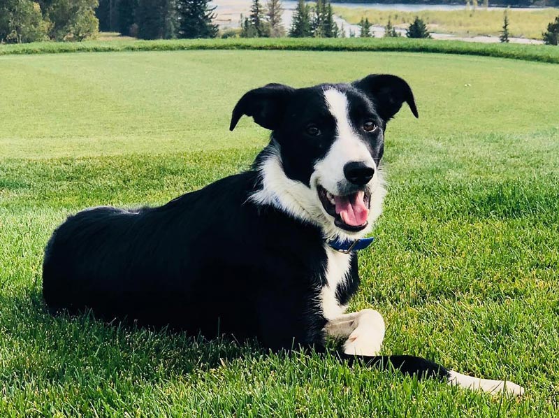 Win a wildlife-control dog at the 2019 Golf Industry Show Wildlife-control dog