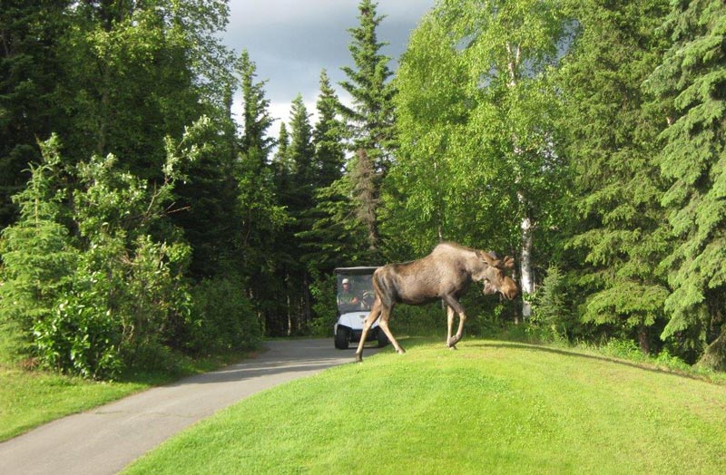 Golf in Alaska: Golf’s last frontier Anchorage Alaska Golf Course