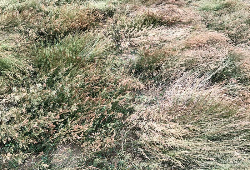 Inside golf’s grass seed shortage Creeping bentgrass seed shortage