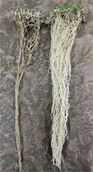 CCIV fertilizer granules