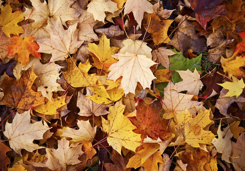 Mulch fall leaves into turfgrass Leaf mulch turf