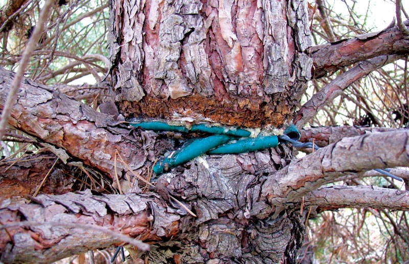 Preventing damage to golf course ornamentals Bad tree staking