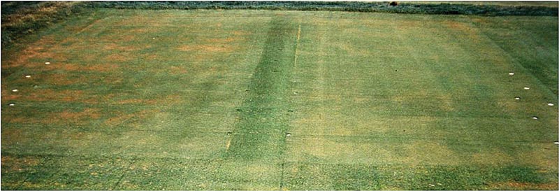 Top 10 reasons to lightweight-roll golf course greens Localized dry spot