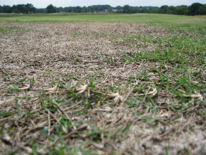 Proactive steps to prevent winterkill on turfgrass Bermudagrass winter damage