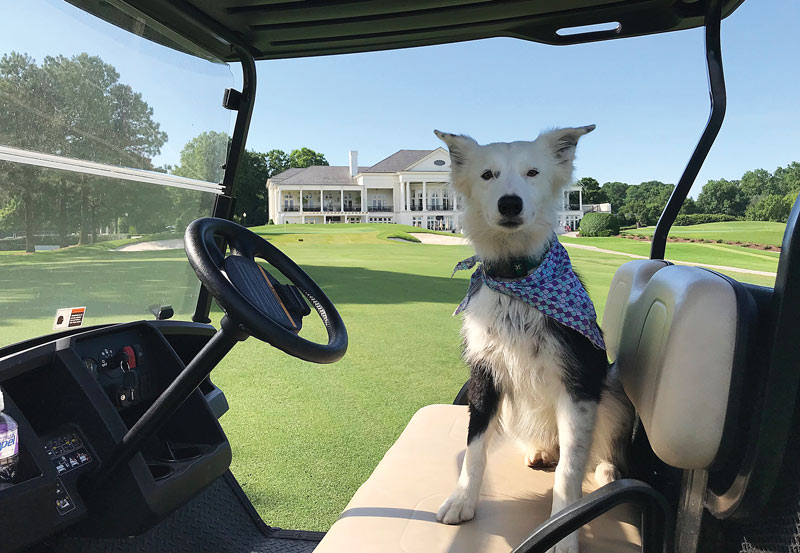 Off and running: Border collies find a home on the golf course Border collie geese control