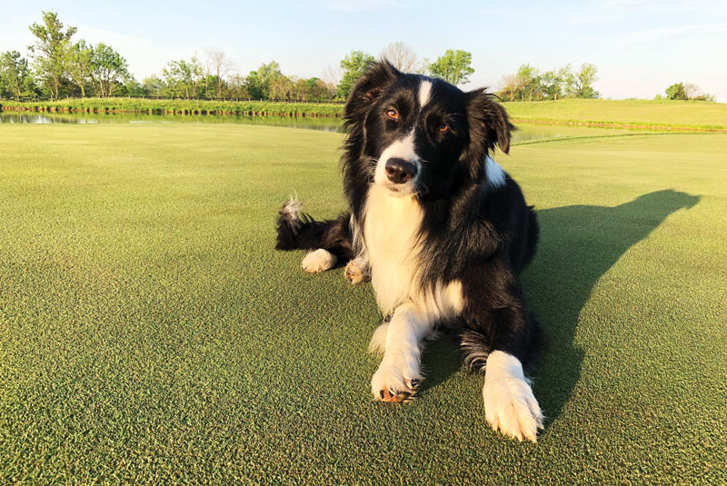 Off and running: Border collies find a home on the golf course Border collie golf course