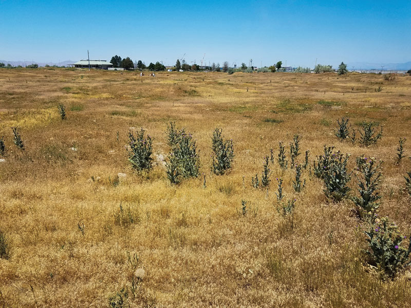 Golf courses without maintenance Golf course without maintenance