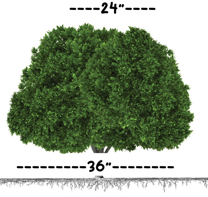 Tips to improve hedges on the golf course Hedge maintenance golf course