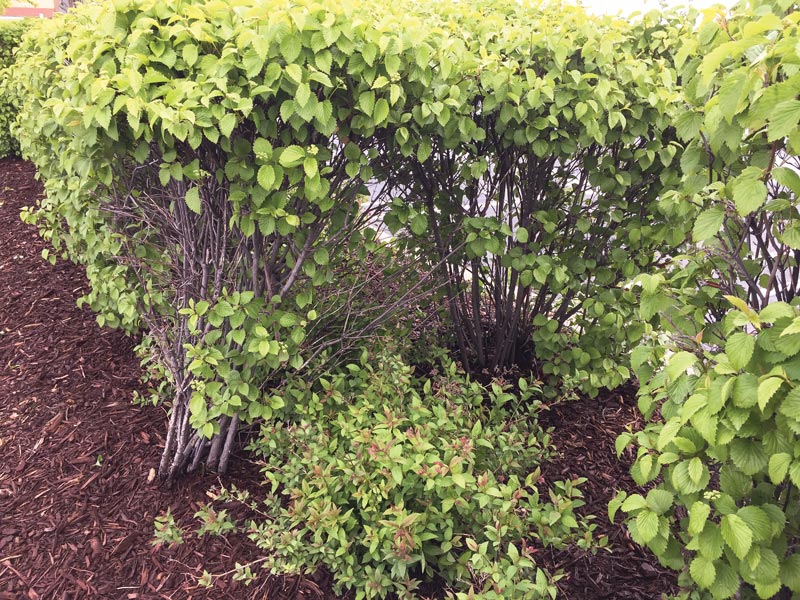 Tips to improve hedges on the golf course Maintaining golf course hedges