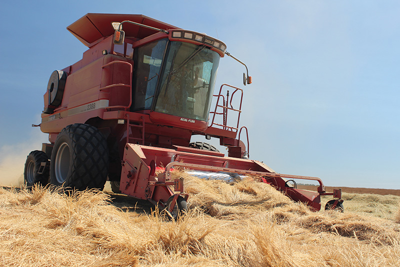 Bentgrass seed being harvested