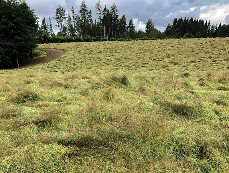 greensmower fitted with front brush