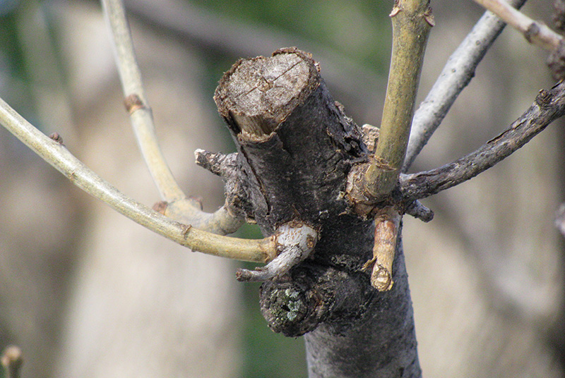 Aerial view of Ghost Creek golf course