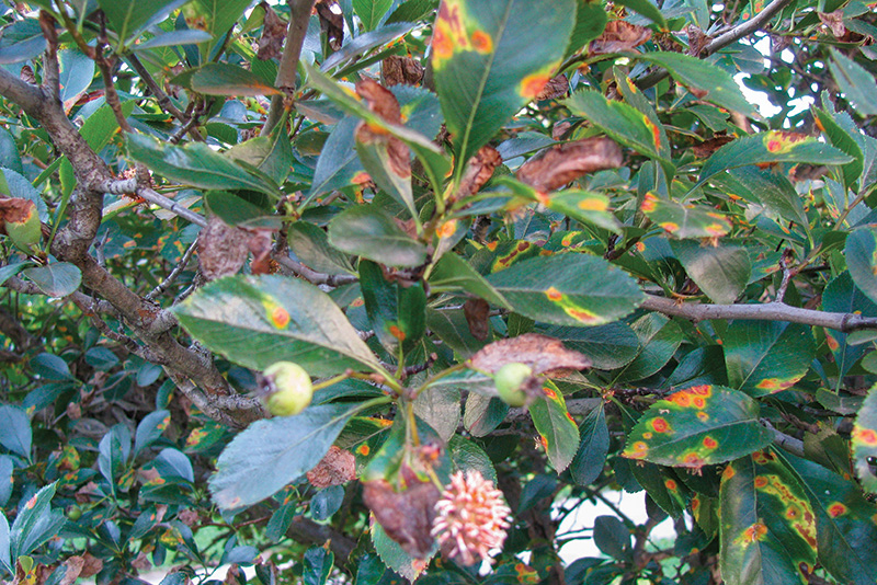 Aerial view of Ghost Creek golf course