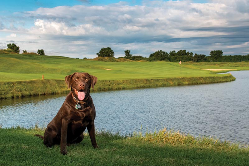 Golden retriever George named 2020 Dog of the Year Eagle Eye Golf Club